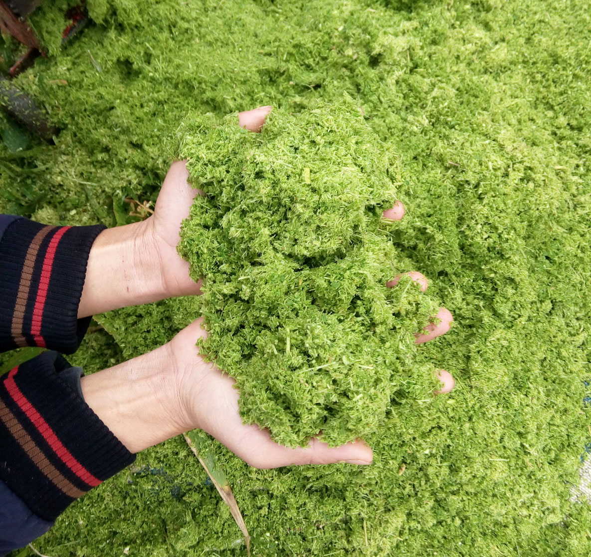 青綠牧草秸稈多功能超細粉碎打漿機小型中型大型各種機械齊全，養殖場夢想中的降低飼料成本的好機器