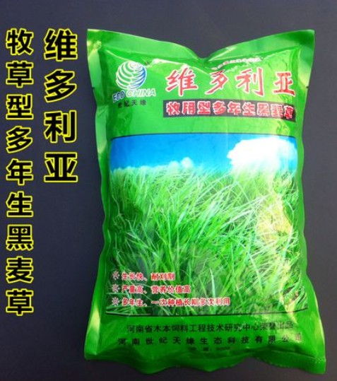 維多利亞多年生黑麥草---優質飼草、公園、庭園及小型綠地、高速護坡、河道護坡牧草