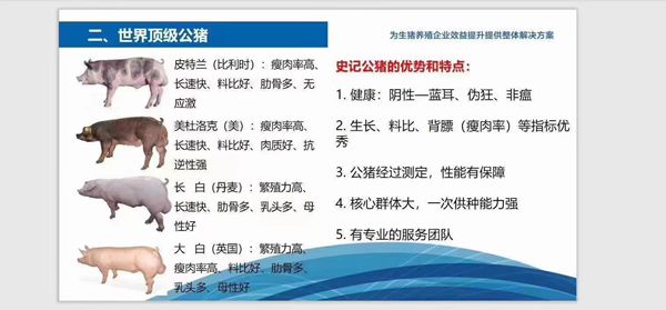 史記豬精，以“精”降本、以“種”增效--提高養(yǎng)殖者的經(jīng)濟(jì)效益！