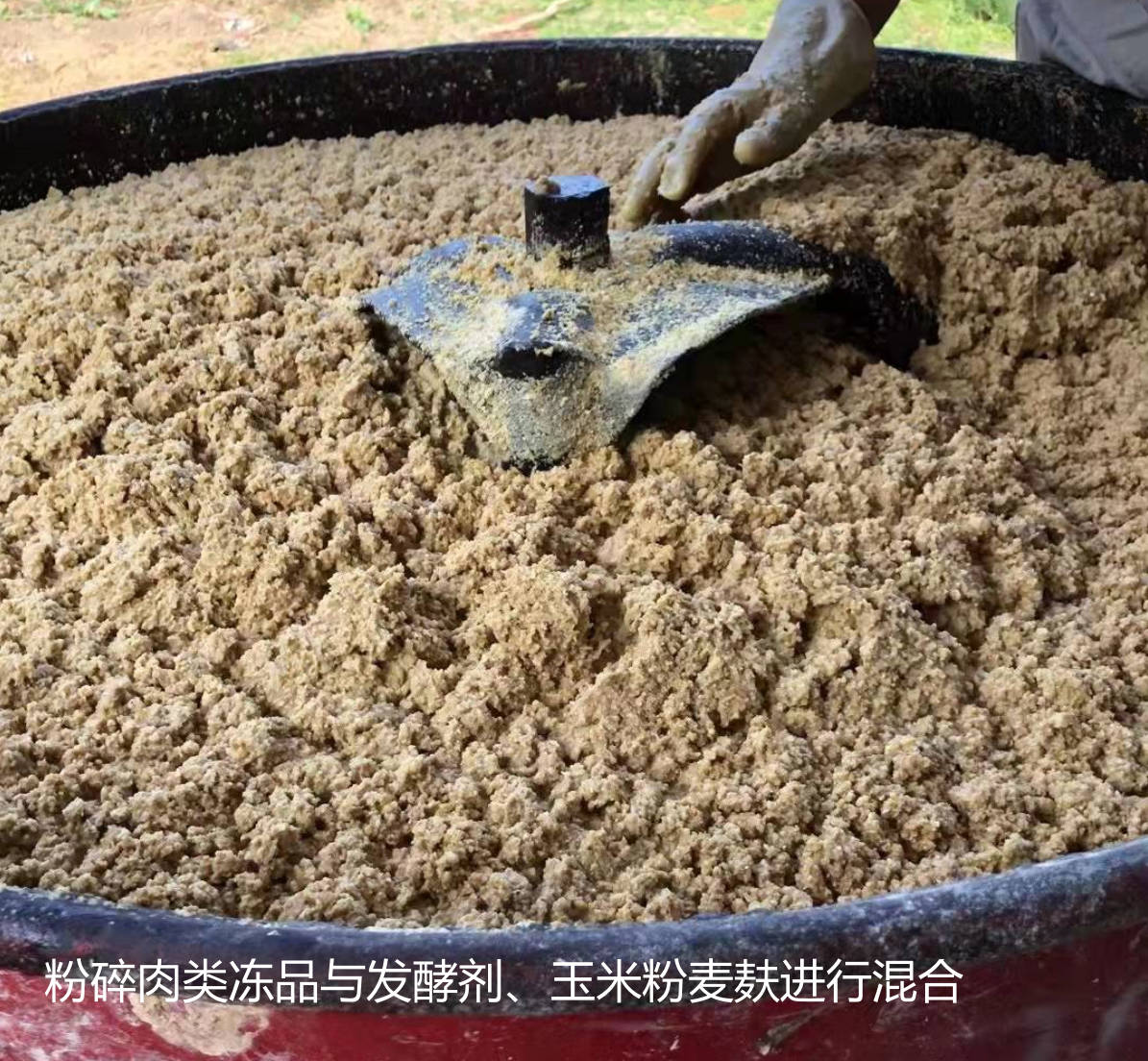粉碎肉類凍品與發(fā)酵劑、玉米粉麥麩進(jìn)行混合.jpg