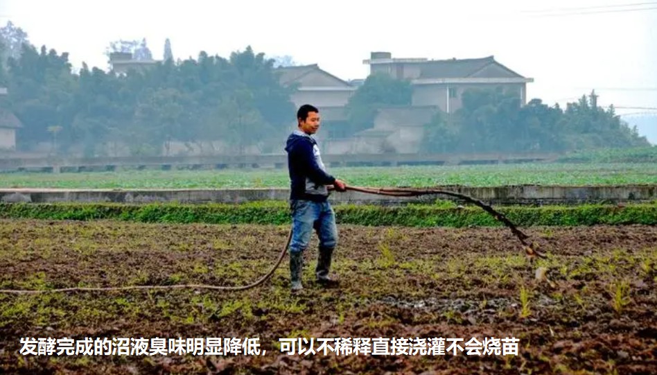 發(fā)酵完成的沼液臭味明顯降低，可以不稀釋直接澆灌不會(huì)燒苗.jpg