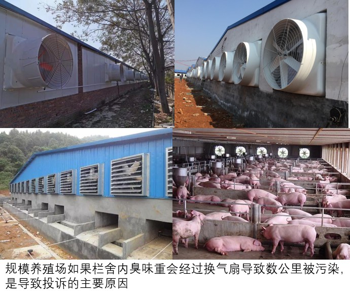 規模養殖場如果欄舍內臭味重會經過換氣扇導致數公里被污染，是導致投訴的主要原因.jpg