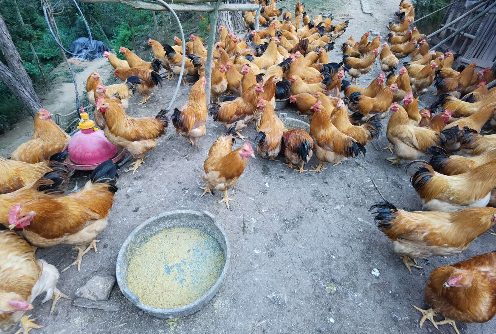 飼喂發酵飼料的雞場1.jpg